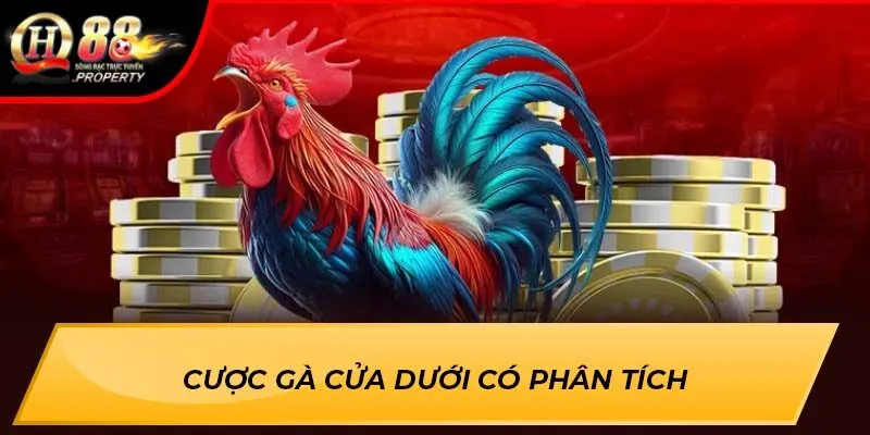 Cược gà cửa dưới có phân tích Cược gà cửa dưới có phân tích